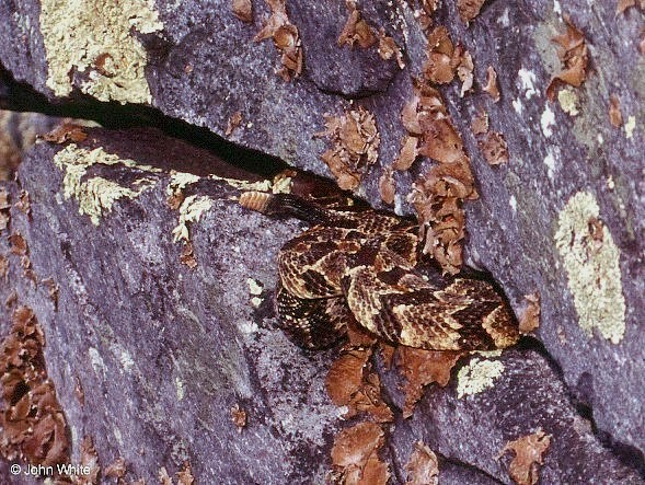 Timber Rattlesnake  (Crotalus horridus horridus)004.jpg [124 Kb]